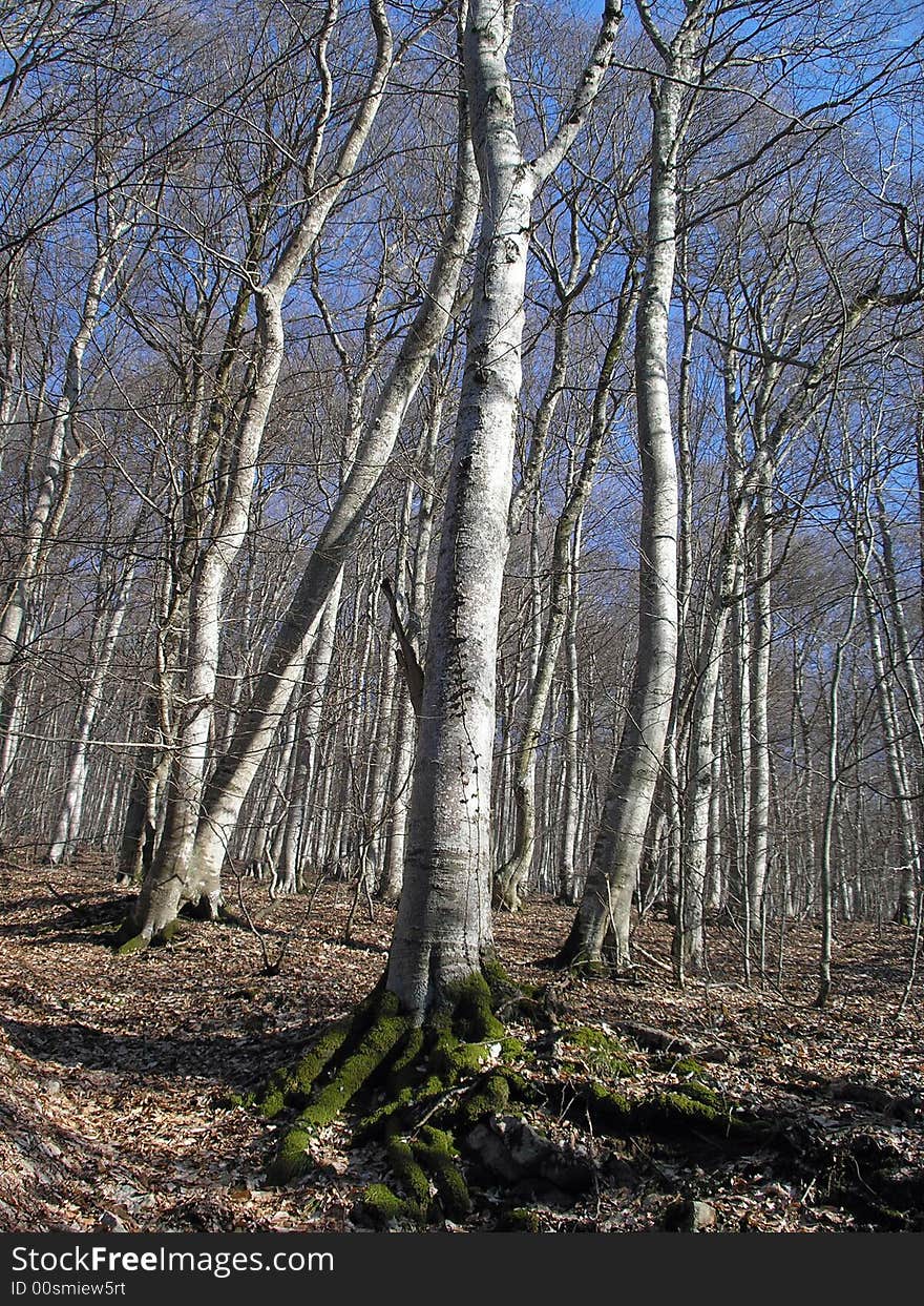 Beech forest in the spring