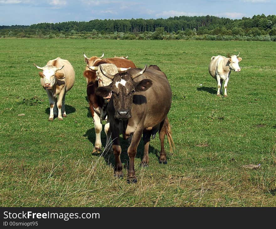 Five cows on the green field. Five cows on the green field