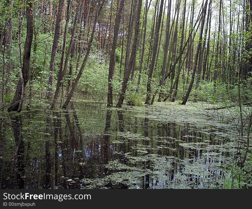 The flooded wood in spring. Ukraine