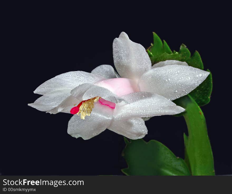 Blushful flover of zygocactus with drop over black backgroumd. Blushful flover of zygocactus with drop over black backgroumd