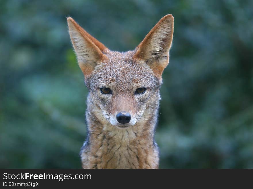 Occasionally a standard portrait of a big-eared foxwolf