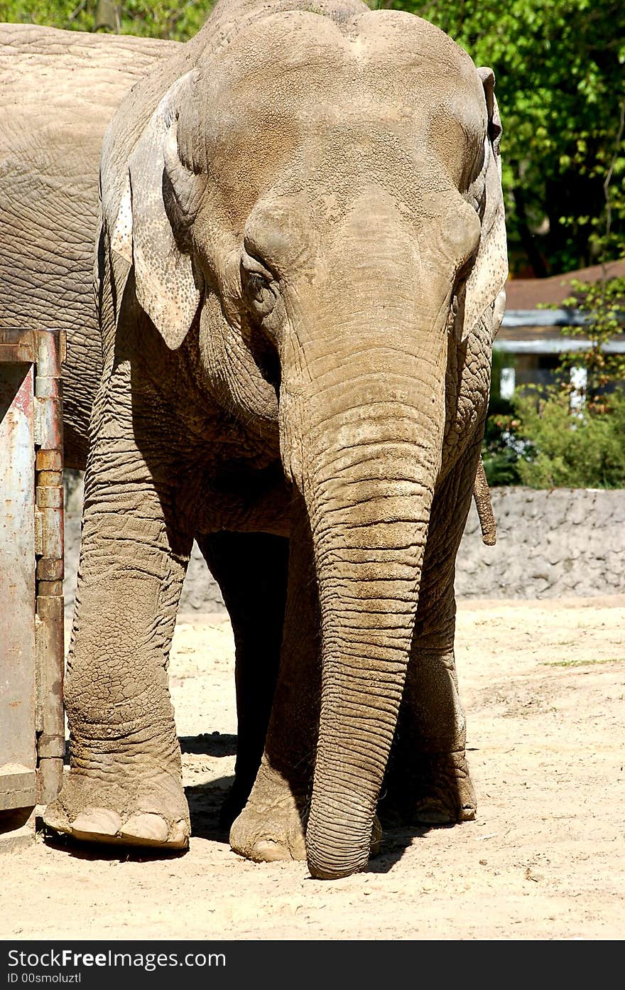 Portrait of elephant in zoo