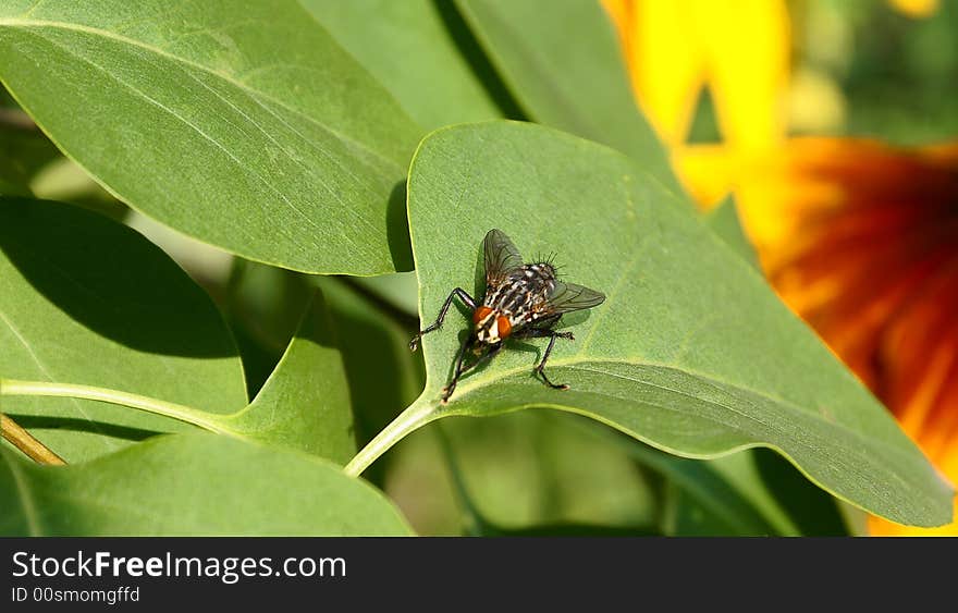 Sleepy fly.