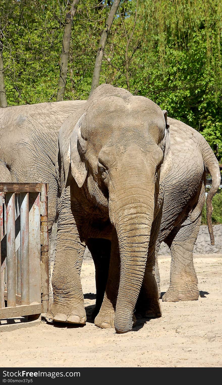 Portrait of elephant in zoo