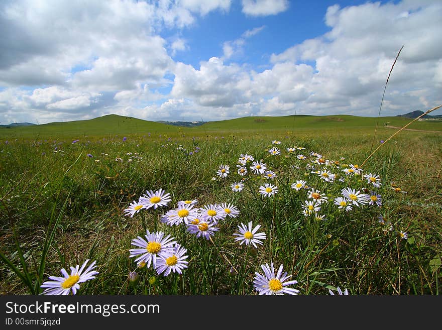 Flowers under the sky