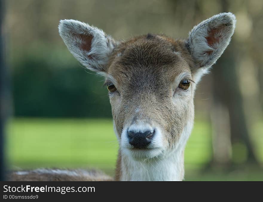 Cute deer looking at the camera