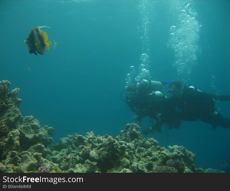 Employment(Occupation) underwater драйвенгом in the red sea