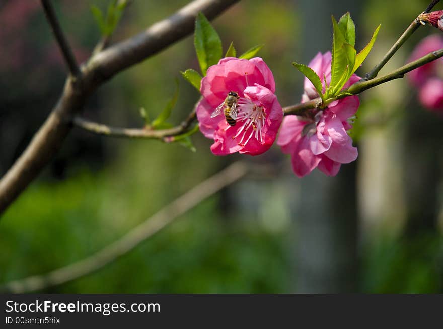 Peach Blossom