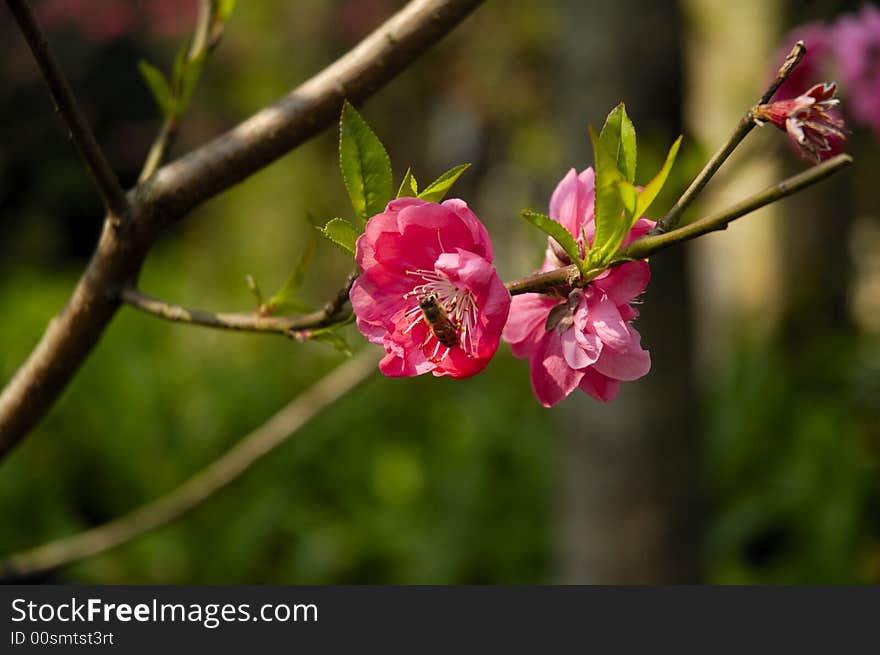 Peach Blossom