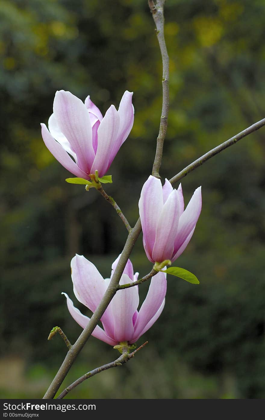 A plant in full flower lwhich look like three sisters. A plant in full flower lwhich look like three sisters