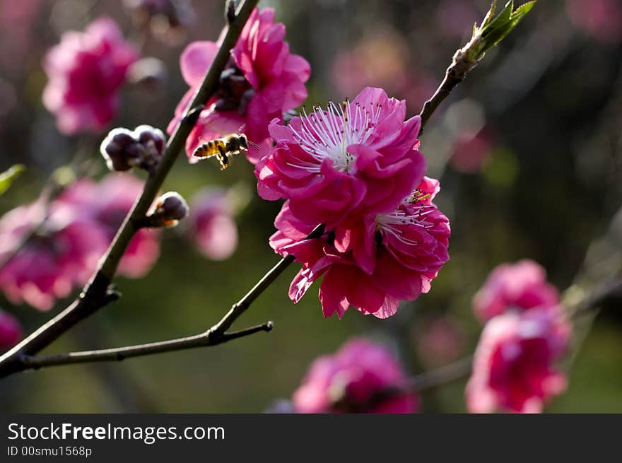 Peach Blossom