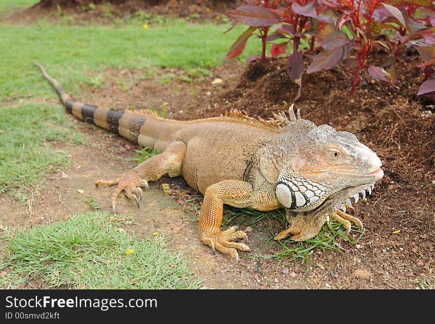 Bearded Dragon.  Looks like a komodo dragon. Bearded Dragon.  Looks like a komodo dragon.