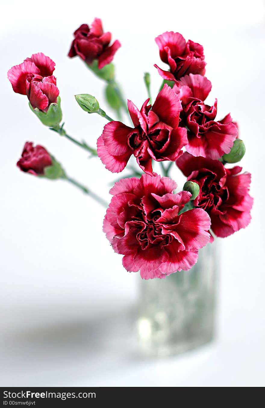 Dianthus