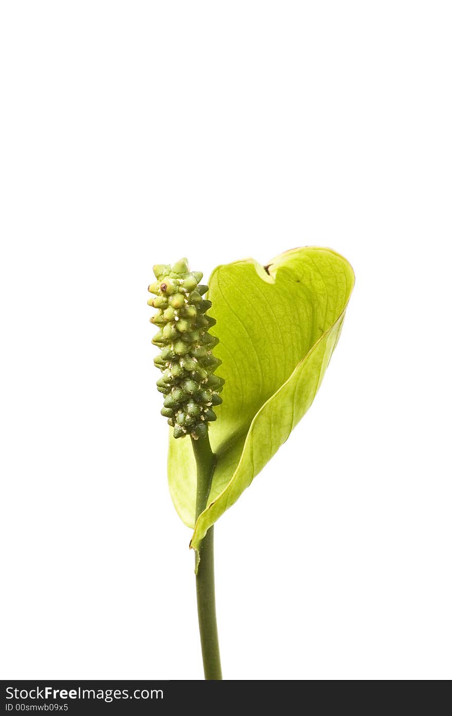 Peace Lily -- A tropical plant from South and cent