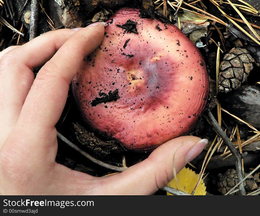 Pink Mushroom in girl's hand