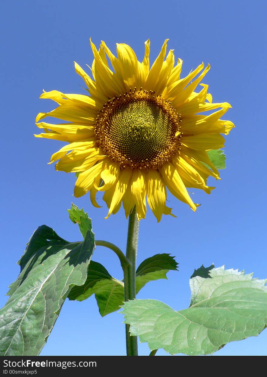 Flower of the sunflower