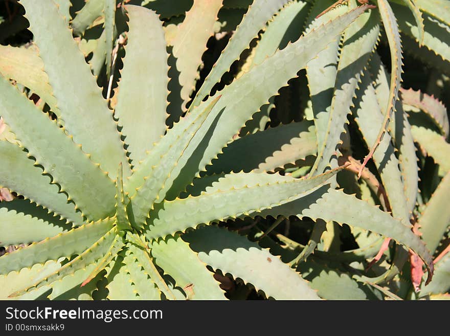 Wild Aloe Vera 2