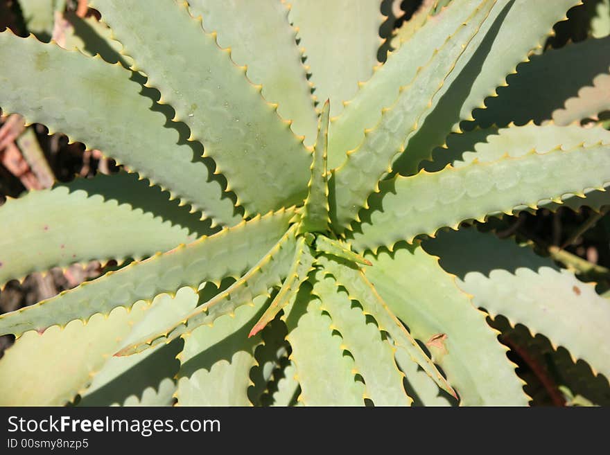 Wild Aloe Vera