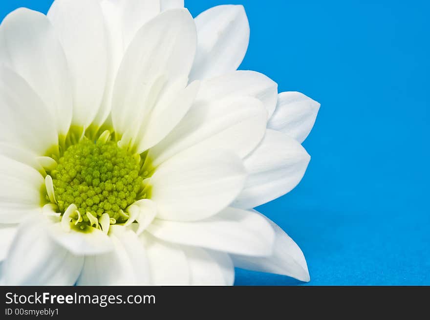 Single white Chrysanthemum on blue textured background. Single white Chrysanthemum on blue textured background