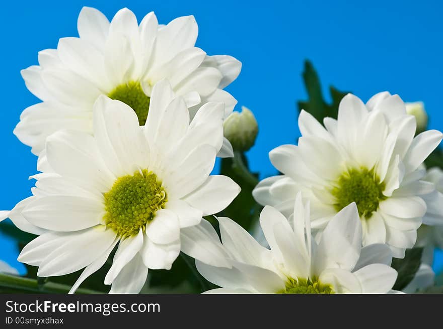 White Chrysanthemum on blue background. White Chrysanthemum on blue background