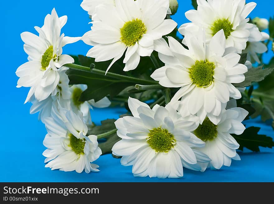 Bouquet of Chrysanthemum on blue background. Bouquet of Chrysanthemum on blue background