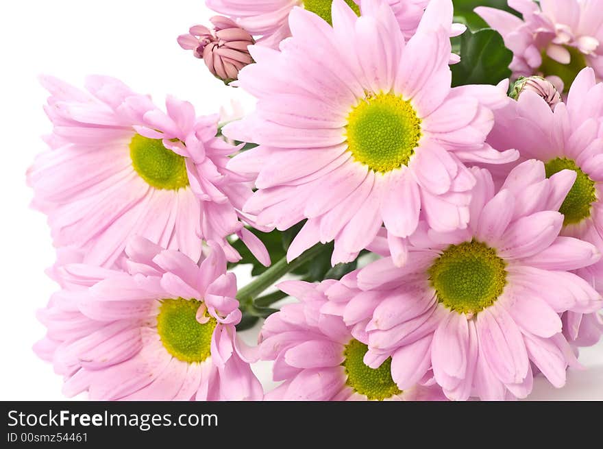 Pink Flowers