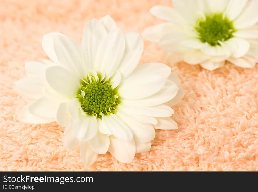 Fresh white Chrysanthemum on towel. Fresh white Chrysanthemum on towel