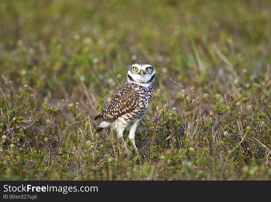 A Burrowing Owl hunting in a field near his burrow