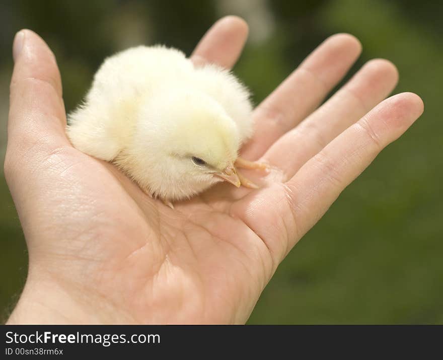 Hands of a man with a small chicken. Hands of a man with a small chicken