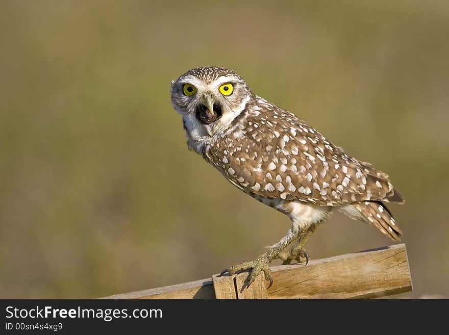 Burrowing Owl Expelling A Pellet