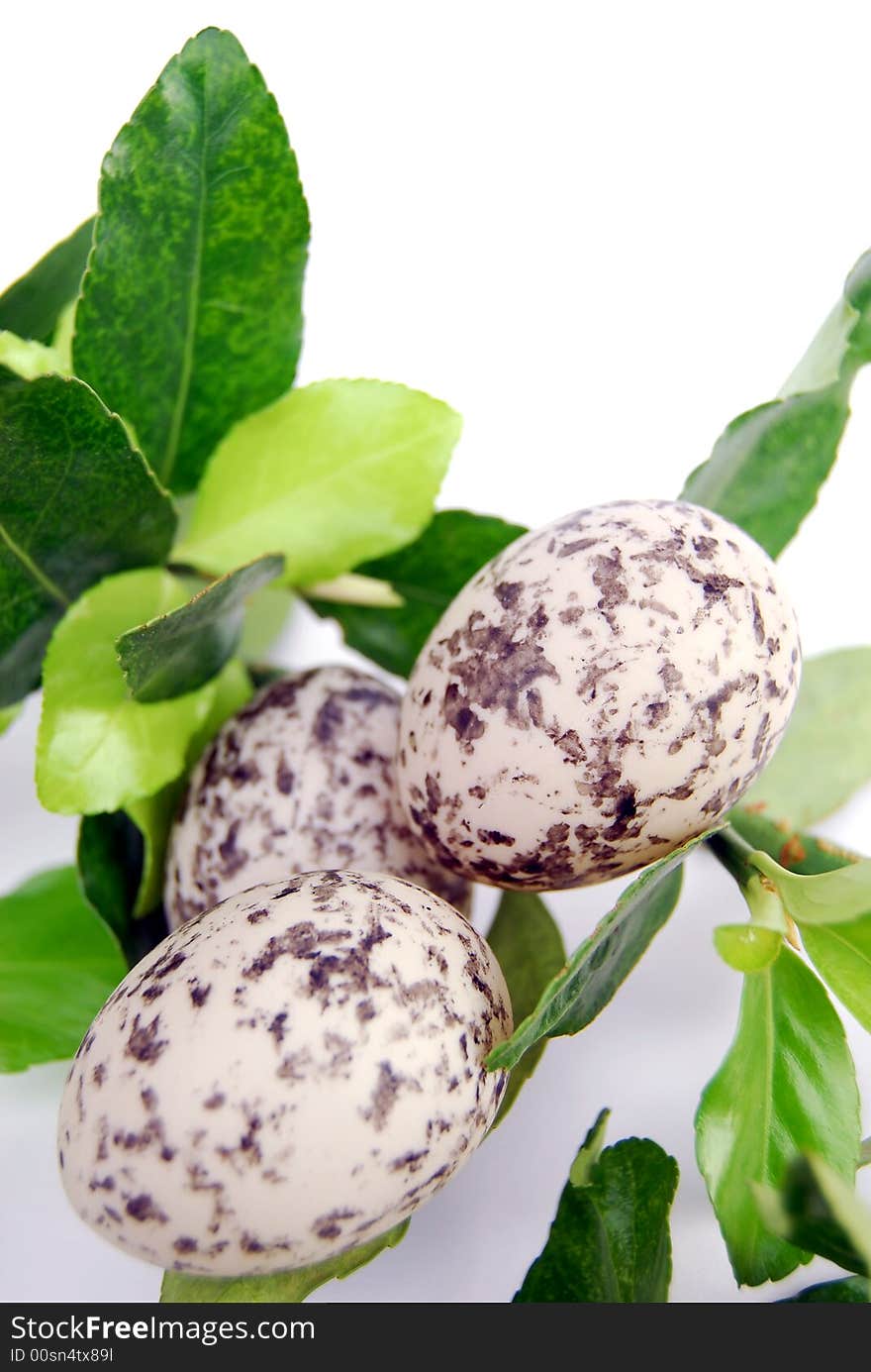 Easter eggs with green foliage on white background