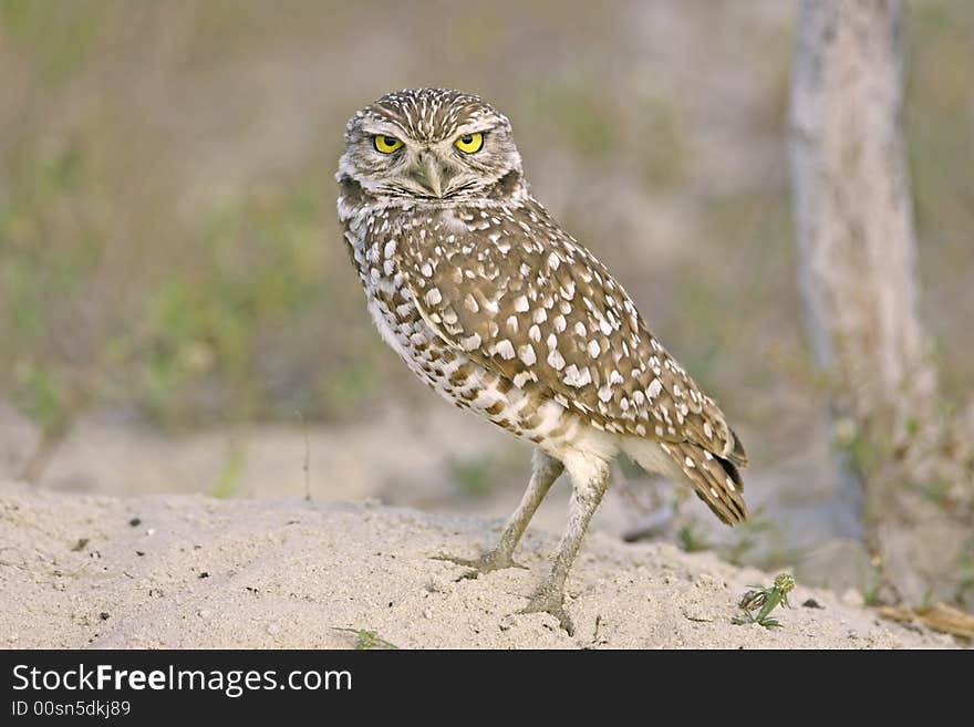 A Burrowing Owl watches everything outside the entrance to his burrow. A Burrowing Owl watches everything outside the entrance to his burrow