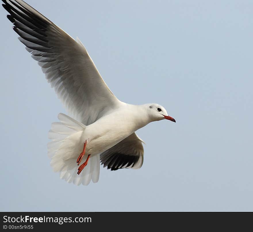 Sea gull in Qingdao, China