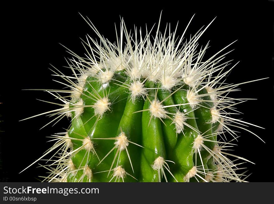 Top of cactus with spikes isolated on black. Top of cactus with spikes isolated on black.