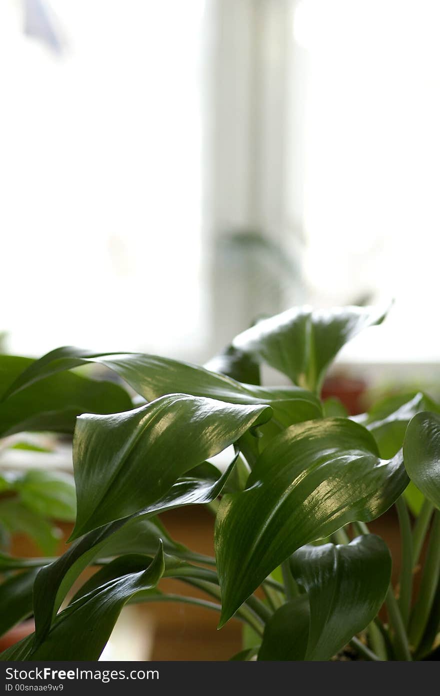 Small piece of nature in our house on the window