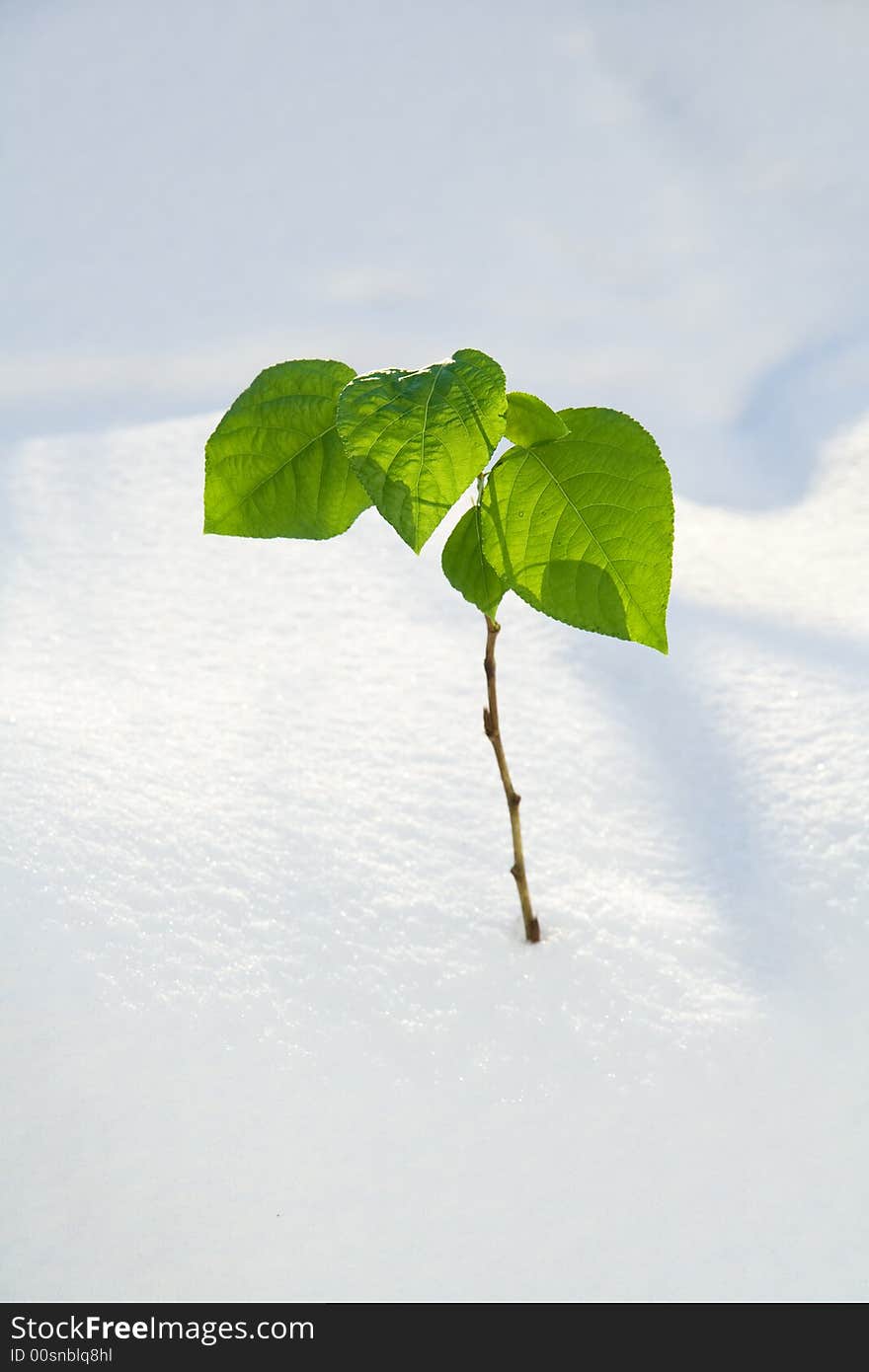 Green branch in a snowdrift. Green branch in a snowdrift