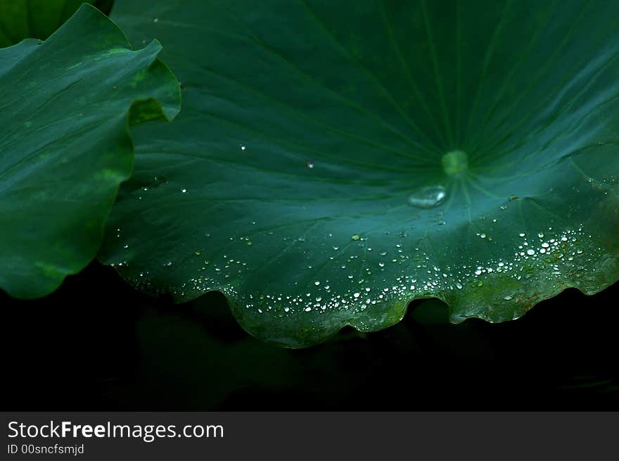 Water lily  lotus leaf summer. Water lily  lotus leaf summer