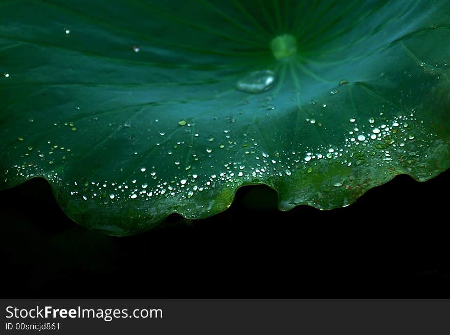 Water lily  lotus leaf summer. Water lily  lotus leaf summer