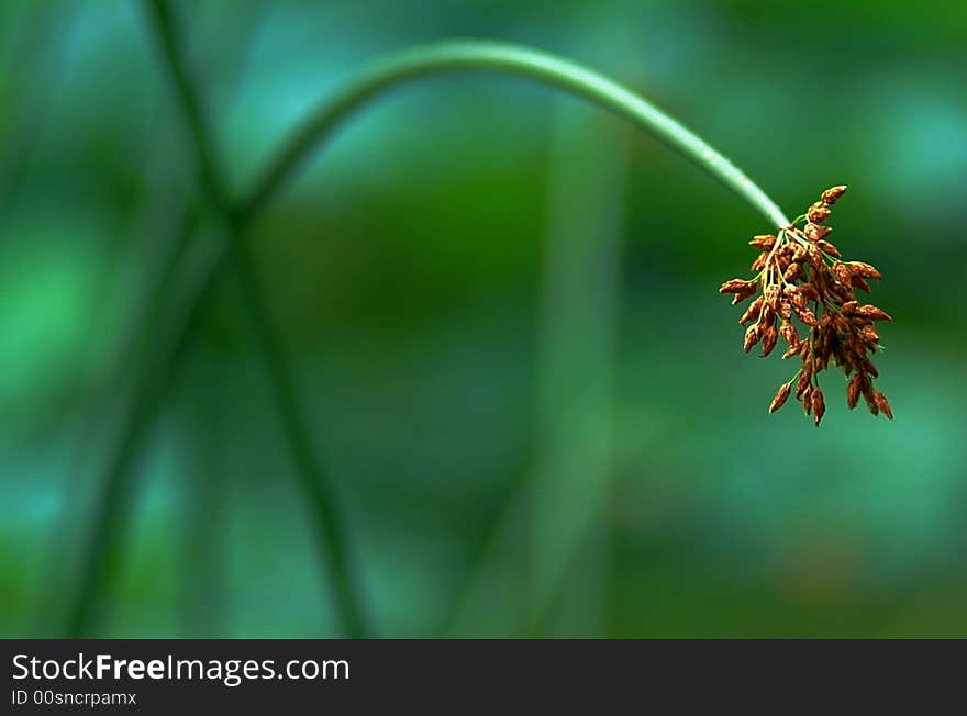 Water lily & lotus leaf