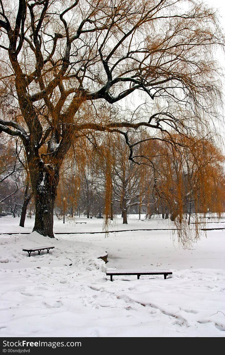 Stock image of a snowing winter at Boston, Massachusetts, USA. Stock image of a snowing winter at Boston, Massachusetts, USA