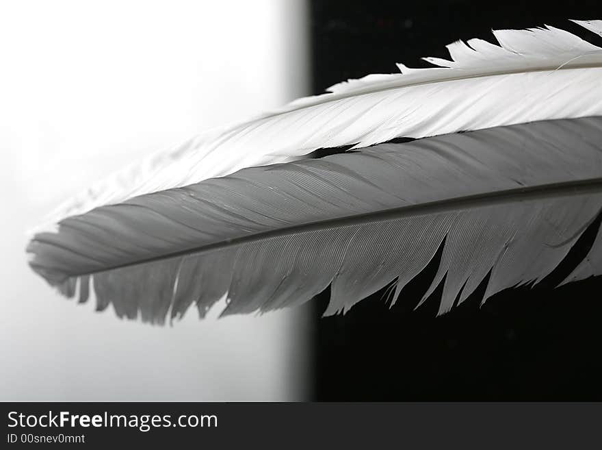 Feather