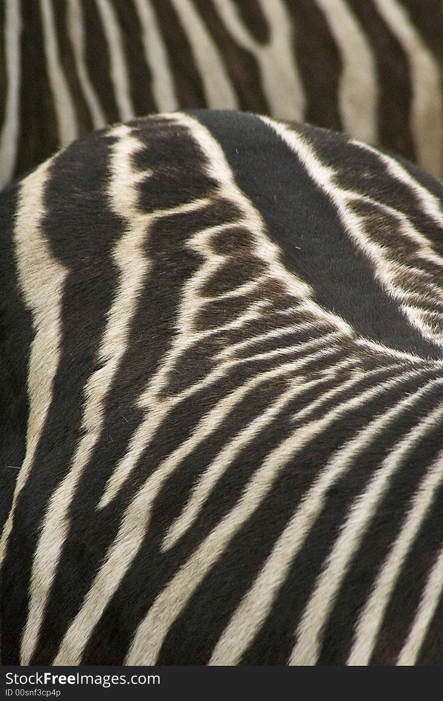 A detail of two zebras