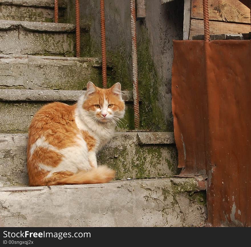 Аging stairway, home animal, cat.