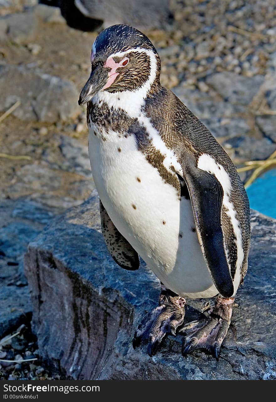 Portrait of peruvian or Humboldt penguin. Portrait of peruvian or Humboldt penguin