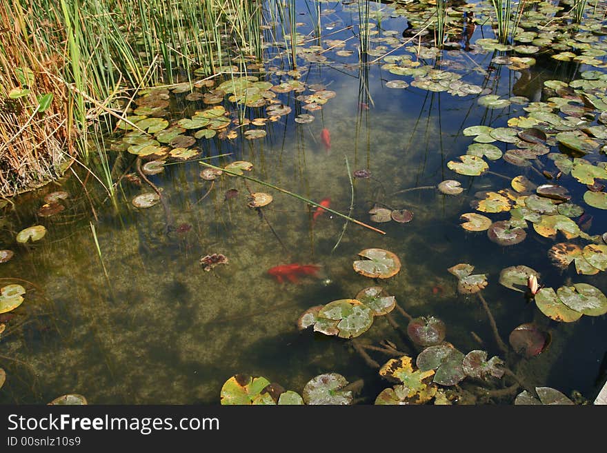 Pond With Small Fishes