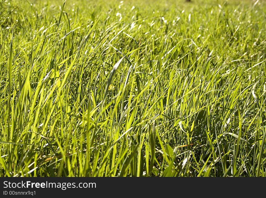 Image of grass from the ground