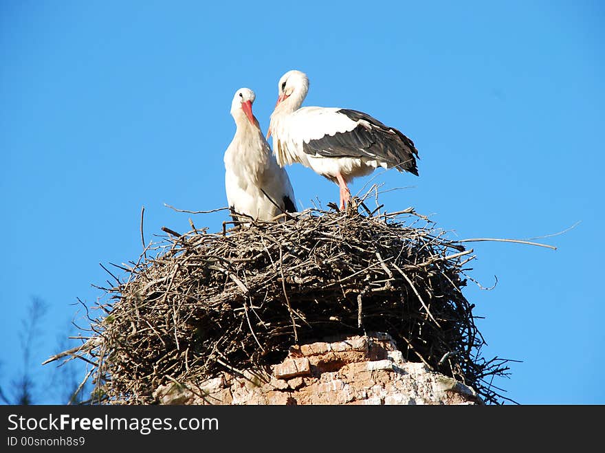 Loving storks