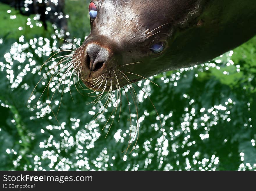 Portrait of young seal female