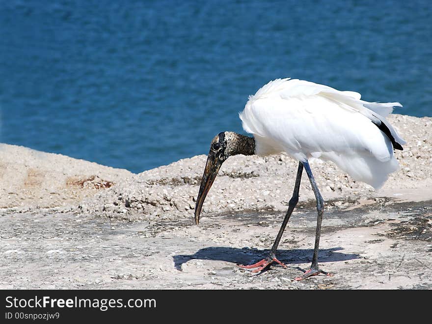 Wood stork by the ocean. Wood stork by the ocean