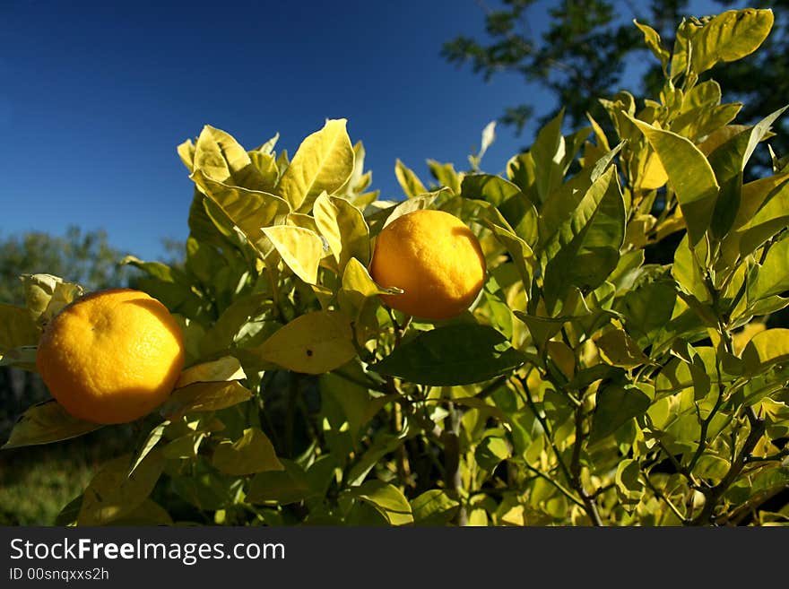 Fresh oranges growing on a tree